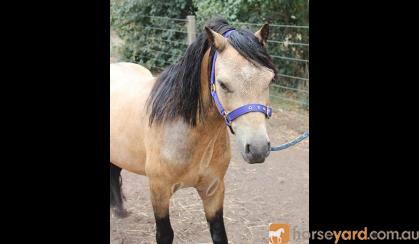 Buckskin Welsh A Stallion on HorseYard.com.au