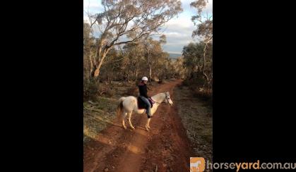 Forward moving Arabian Pony on HorseYard.com.au