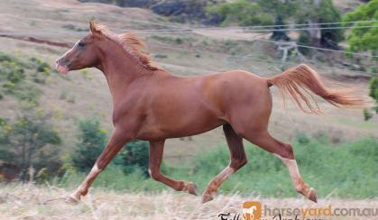 Pure Crabbet Arabian Stallion on HorseYard.com.au