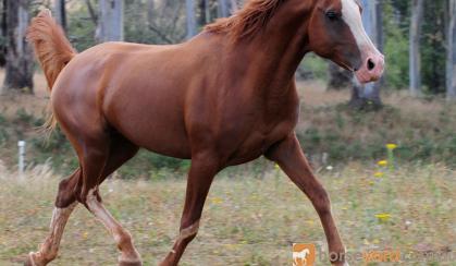 Pure Crabbet Arabian Stallion on HorseYard.com.au