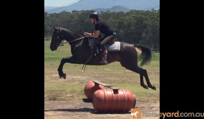 Jet Black Aust Stock Gelding + VIDEO+ on HorseYard.com.au