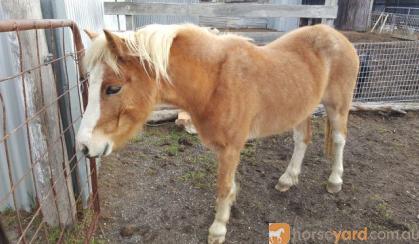 Welsh Pony on HorseYard.com.au