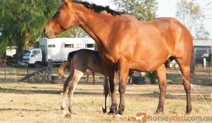 Gorgeous AQHA Broodmare on HorseYard.com.au