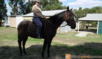 very quiet natured standard bred gelding on HorseYard.com.au