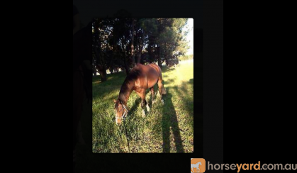 Lovely Horse for Free Lease / Horse Share ASAP!!! on HorseYard.com.au