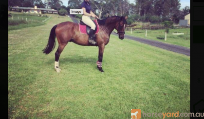 Lovely Horse for Free Lease / Horse Share ASAP!!! on HorseYard.com.au