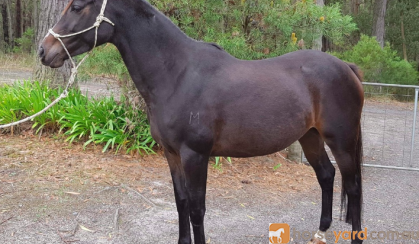 STUNNING ARABIAN X WARMBLOOD MARE on HorseYard.com.au