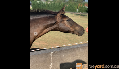 Warmblood x Welsh Weanling Filly on HorseYard.com.au