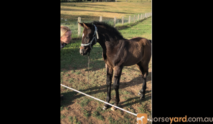 Warmblood x Welsh Weanling Filly on HorseYard.com.au