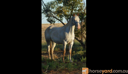 8 yr old 14.2hh unreged appy mare on HorseYard.com.au