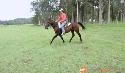 Standardbred gelding on HorseYard.com.au