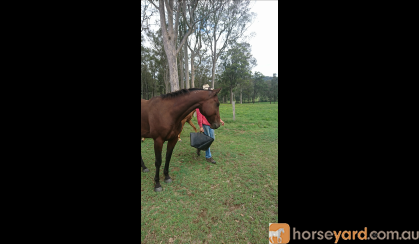 Sweet natured gelding  on HorseYard.com.au