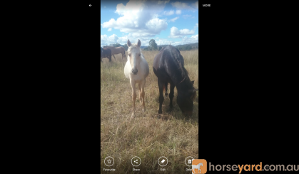 palomino roan filly on HorseYard.com.au