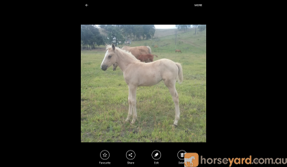 palomino roan filly on HorseYard.com.au