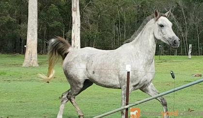Purebred Arabian Gelding on HorseYard.com.au