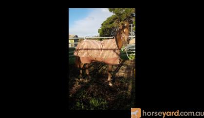 Tall purebred colt/gelding on HorseYard.com.au