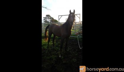 Tall purebred colt/gelding on HorseYard.com.au