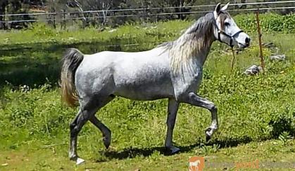 Purebred Gelding 6 yr old 15hh Show Quality on HorseYard.com.au