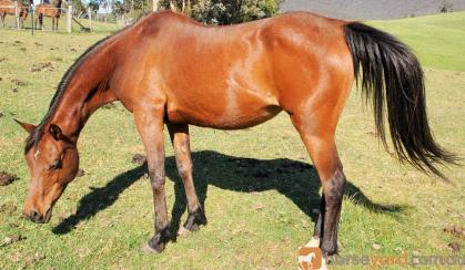 Arab mare by Desperado winner WAHO on HorseYard.com.au