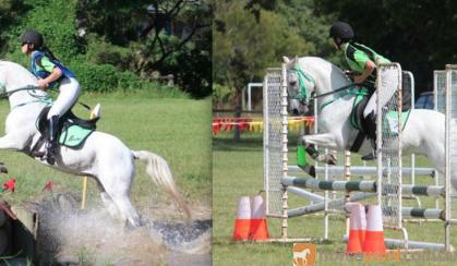 Sporting, Showjumping, XCountry Pony on HorseYard.com.au