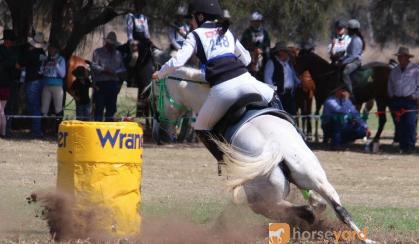 Sporting, Showjumping, XCountry Pony on HorseYard.com.au
