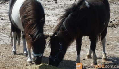 4 Shetland bred geldings $350.00 each on HorseYard.com.au