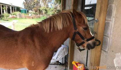 Welsh Mountain Pony on HorseYard.com.au