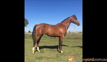 German Riding Pony Filly on HorseYard.com.au