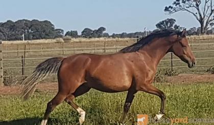 German Riding Pony Filly on HorseYard.com.au
