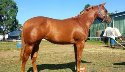 Yearling Filly Q-83023 by LP Kids Yella Image (imp) on HorseYard.com.au