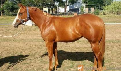 Yearling Filly Q-83023 by LP Kids Yella Image (imp) on HorseYard.com.au