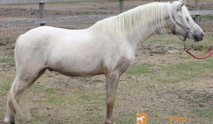 Cream Welsh A Gelding on HorseYard.com.au