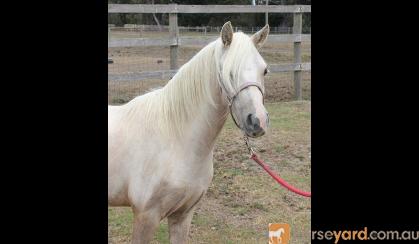 Cream Welsh A Gelding on HorseYard.com.au