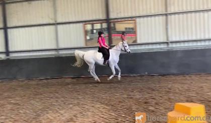 Pure Arabian mare on HorseYard.com.au