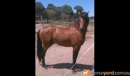 Welsh B Stallion - Bamborough Royal Usher. on HorseYard.com.au