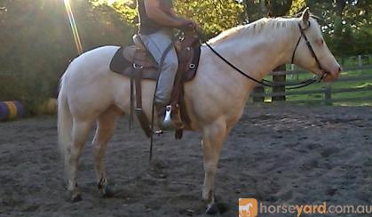 Solid paint gelding on HorseYard.com.au