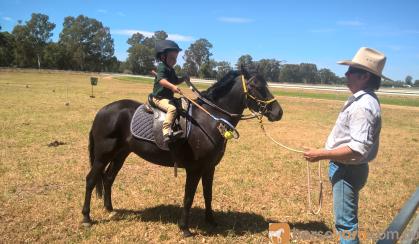 DUAL REG Riding pony - educated on HorseYard.com.au
