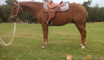 Woody - Taffy SH Gelding on HorseYard.com.au