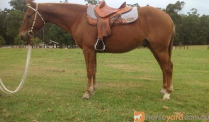 Woody - Taffy SH Gelding on HorseYard.com.au