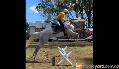 Talented Allrounder  on HorseYard.com.au