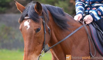 Perfect Beginners Horse on HorseYard.com.au
