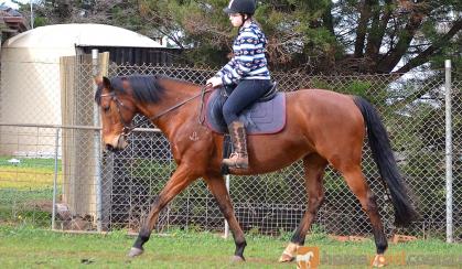 Perfect Beginners Horse on HorseYard.com.au