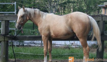 Yearling Palomino QH x Gelding on HorseYard.com.au