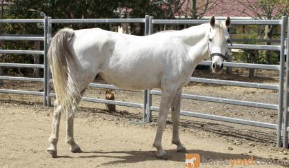 Arab gelding on HorseYard.com.au