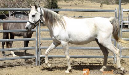 Arab gelding on HorseYard.com.au