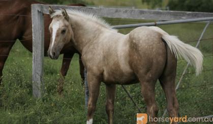 Yearling Palomino QH x Gelding on HorseYard.com.au