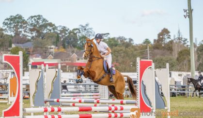 Flashy chestnut gelding  on HorseYard.com.au