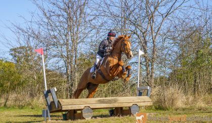 Flashy chestnut gelding  on HorseYard.com.au