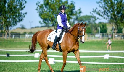 Dressage Gelding back in work and going well on HorseYard.com.au