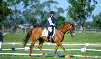 Dressage Gelding back in work and going well on HorseYard.com.au